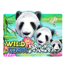 Wild Giant Panda